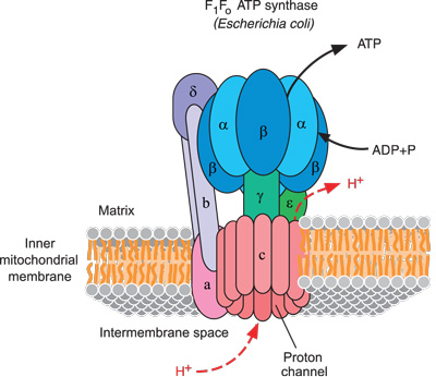 describe how the proton gradient drives atp synthesis